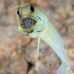 jawfish_yellowhead_dd_fc_v_0433_tci1636.jpg